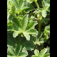 Alchemilla Vetteri (fam. Rosacees) (02)